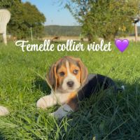 Chiot beagle lof #2