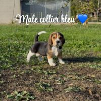 Chiot beagle lof