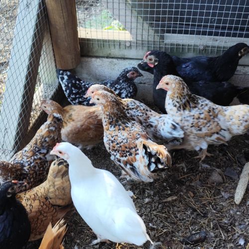 Poules et coqs nains #3