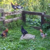 Poules et coqs nains