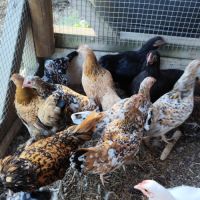 Poules et coqs nains #2