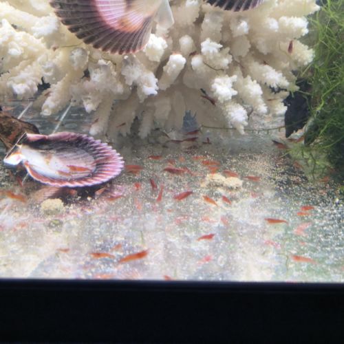 Crevette red sakura #2