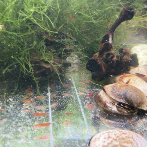 Crevette red sakura #3