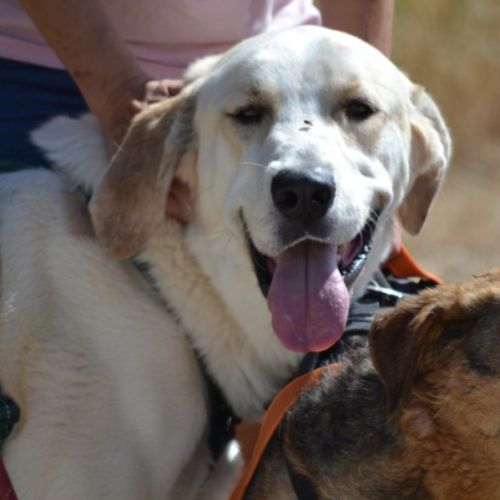 Magnifique mastin de 3 ans, incroyablement gentil #1