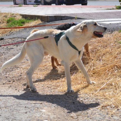 Magnifique mastin de 3 ans, incroyablement gentil #4