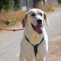 Magnifique mastin de 3 ans, incroyablement gentil #2