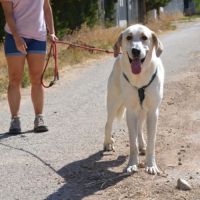 Magnifique mastin de 3 ans, incroyablement gentil #3