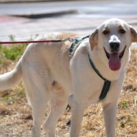 Magnifique mastin de 3 ans, incroyablement gentil