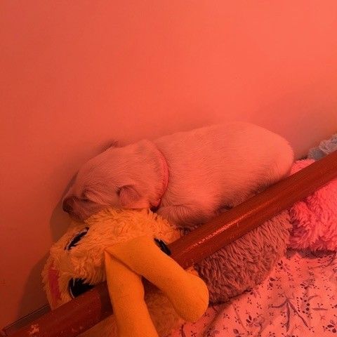 Magnifique chiots bergers blancs suisse #1