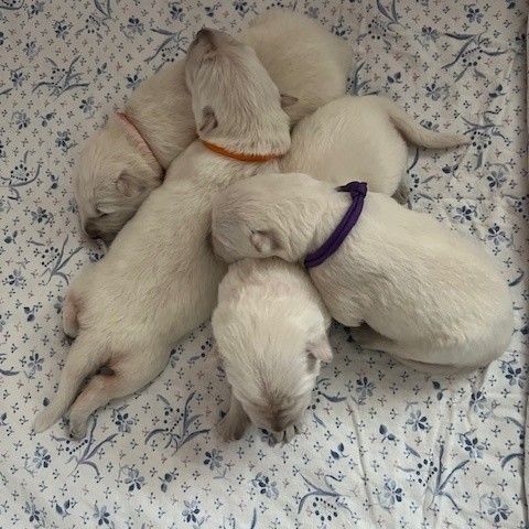 Magnifique chiots bergers blancs suisse #2