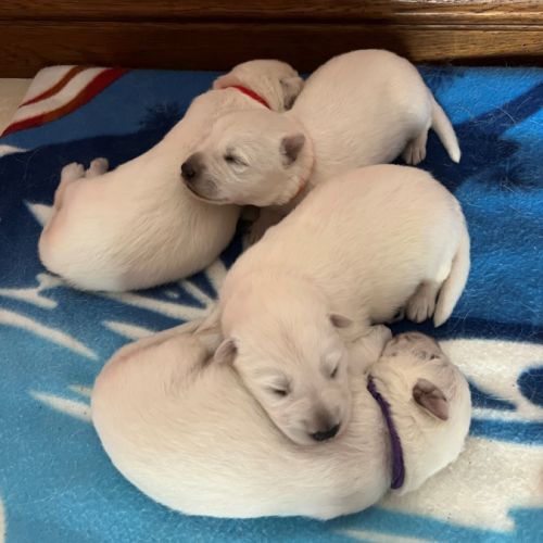 Magnifique chiots bergers blancs suisse #0