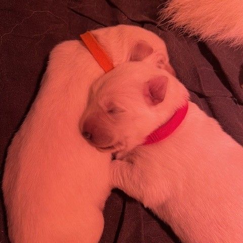 Magnifique chiots bergers blancs suisse #5