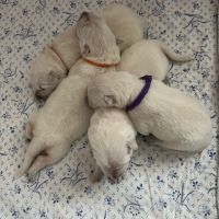 Magnifique chiots bergers blancs suisse #2