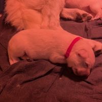 Magnifique chiots bergers blancs suisse #3