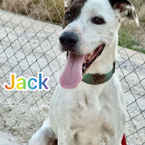 À adopter : jack, 4 ans, une merveille de chien !