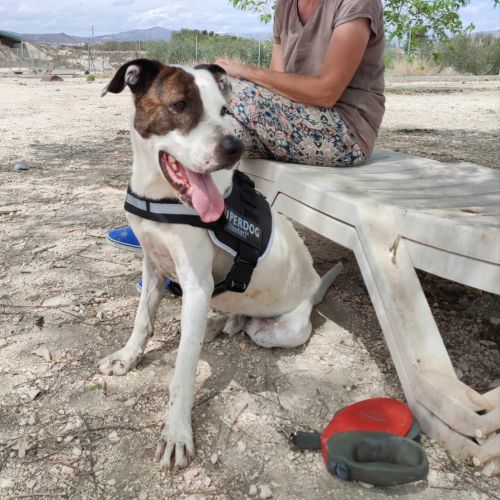 À adopter : jack, 4 ans, une merveille de chien ! #4