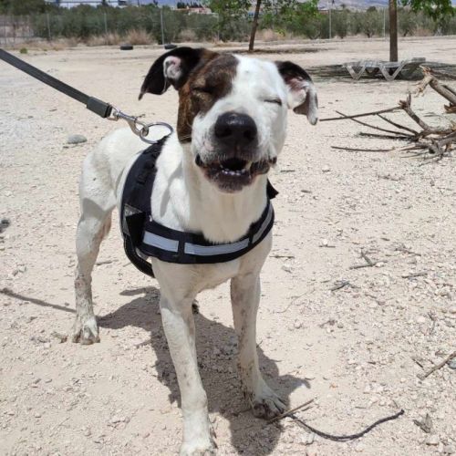 À adopter : jack, 4 ans, une merveille de chien ! #5