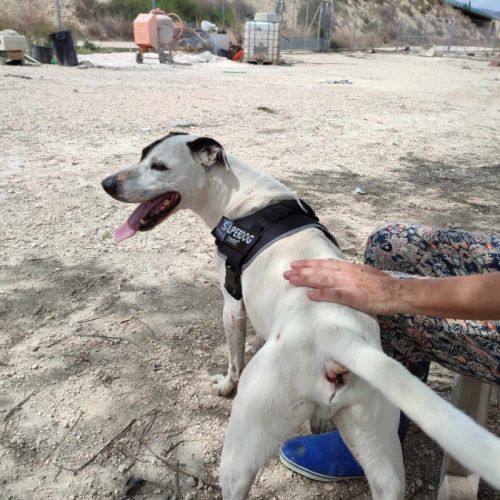 À adopter : jack, 4 ans, une merveille de chien ! #7