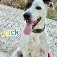 À adopter : jack, 4 ans, une merveille de chien ! #0