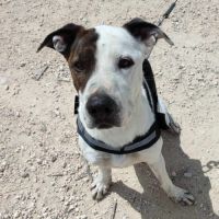 À adopter : jack, 4 ans, une merveille de chien ! #2