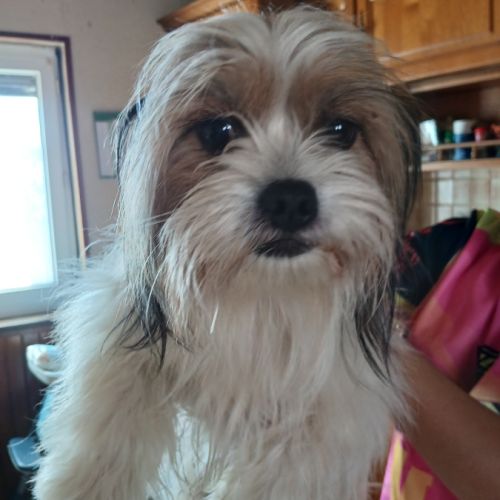 Donne croisé shitzu #1