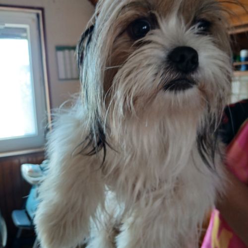 Donne croisé shitzu