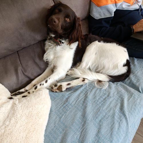 Donne gentil chien munsterlander #1