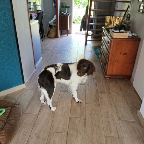 Donne gentil chien munsterlander #2