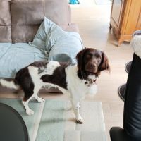 Donne gentil chien munsterlander #0