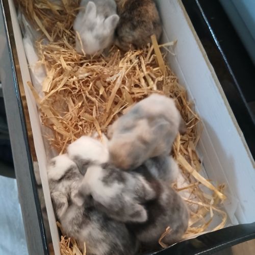 Bébés lapins nains tête de lion #1