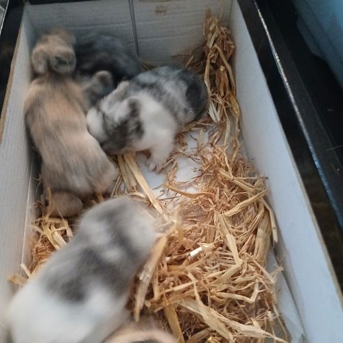 Bébés lapins nains tête de lion #0