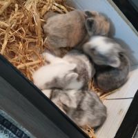 Bébés lapins nains tête de lion #2