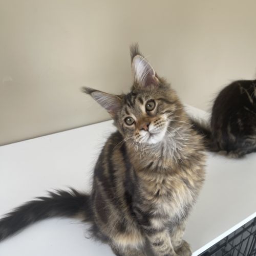 Chatons maine coon loof