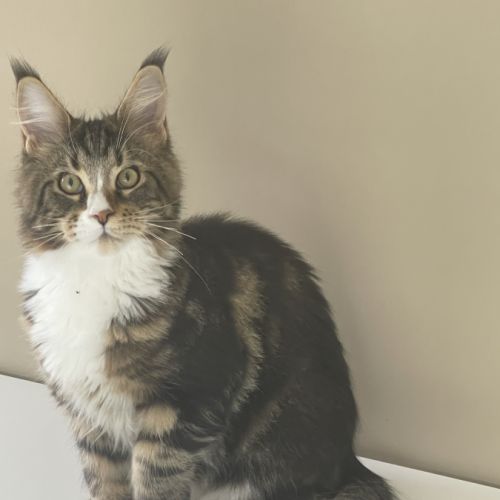 Chatons maine coon loof #2