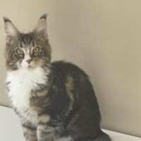 Chatons maine coon loof #2