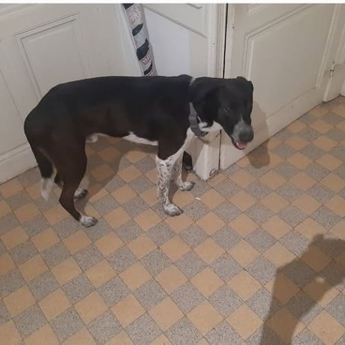 Chien santana à l adoption