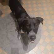 Chien santana à l adoption #2