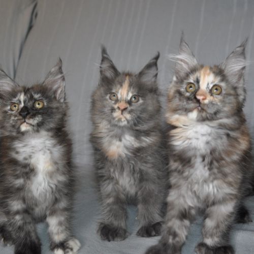 Chatons maine coon #1