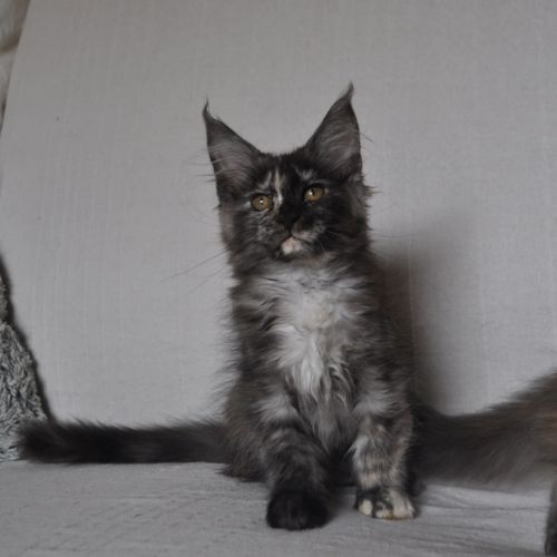 Chatons maine coon #4
