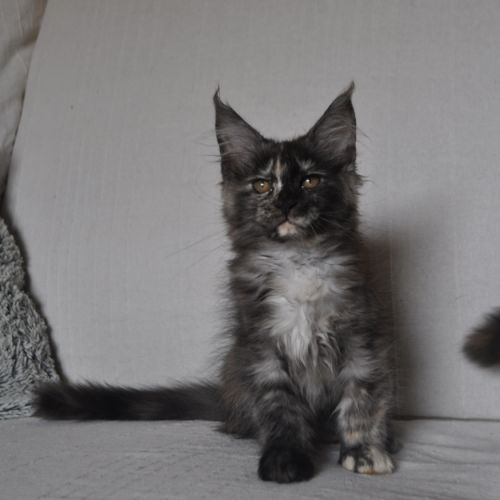 Chatons maine coon #5