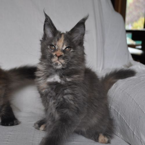 Chatons maine coon