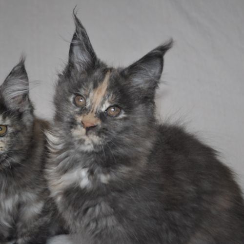 Chatons maine coon #7