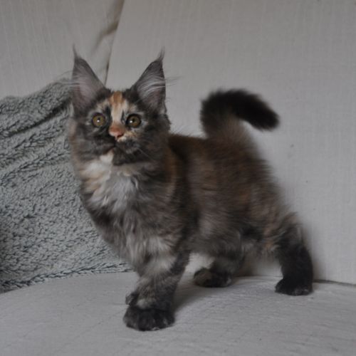 Chatons maine coon #8