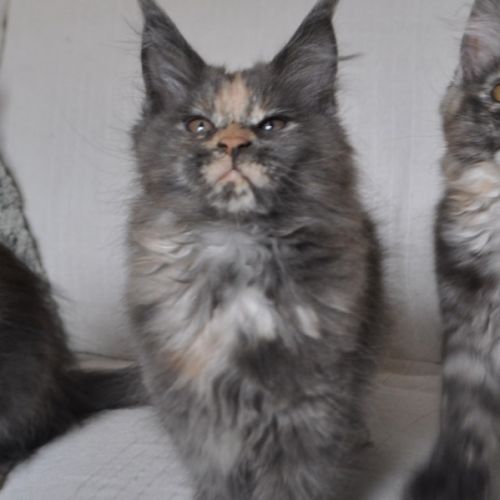 Chatons maine coon #10