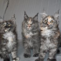 Chatons maine coon #1