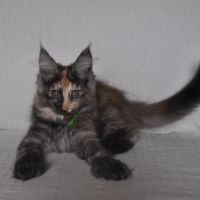 Chatons maine coon #2