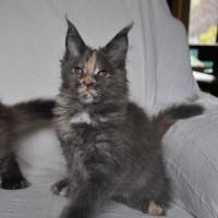 Chatons maine coon