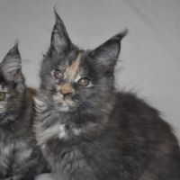 Chatons maine coon #7