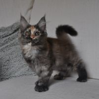 Chatons maine coon #8