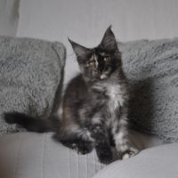 Chatons maine coon #9